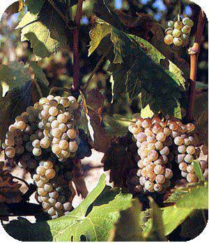 20080927234420-vina.jpg