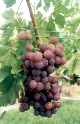 20090508211737-uvas-w.jpg